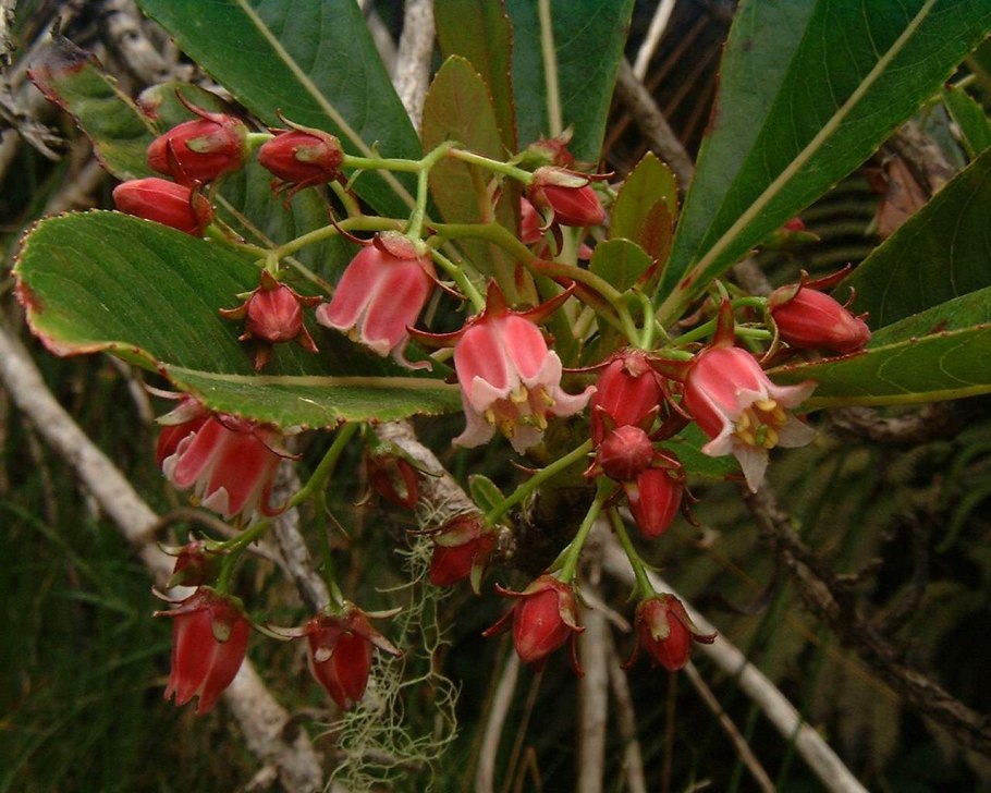 Эскаллония фото