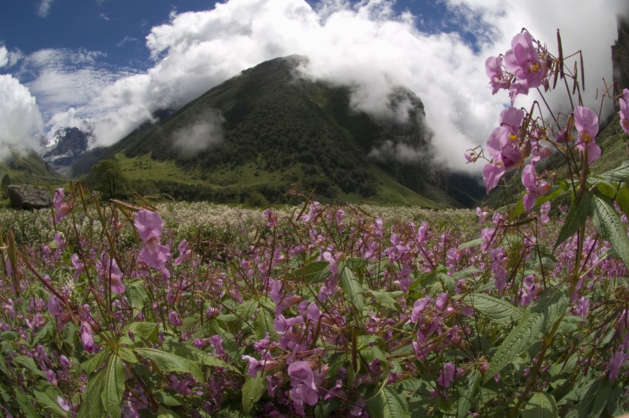 Национальный парк Долины цветов, Уттаракханд