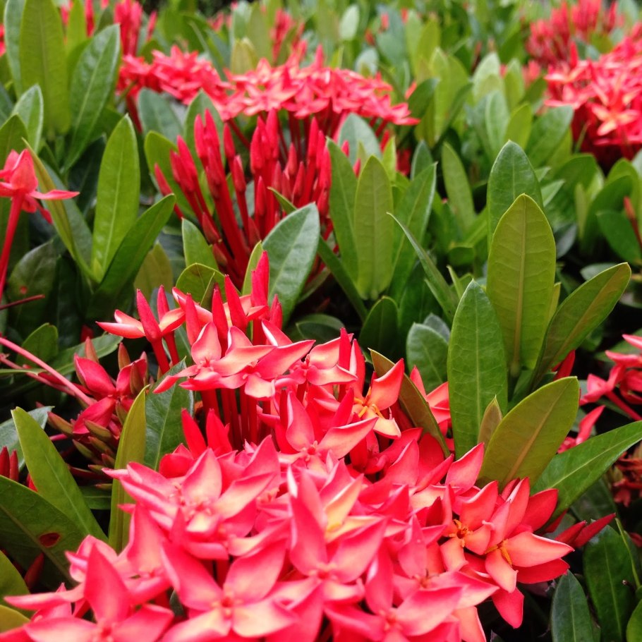 Растения Восточной Азии