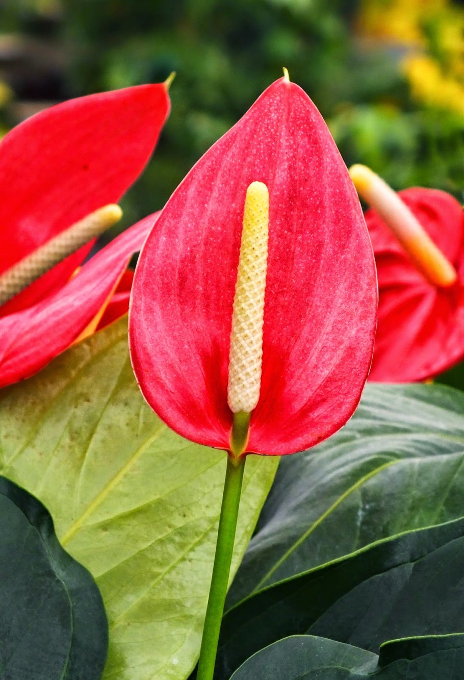 Антуриум Тропикал