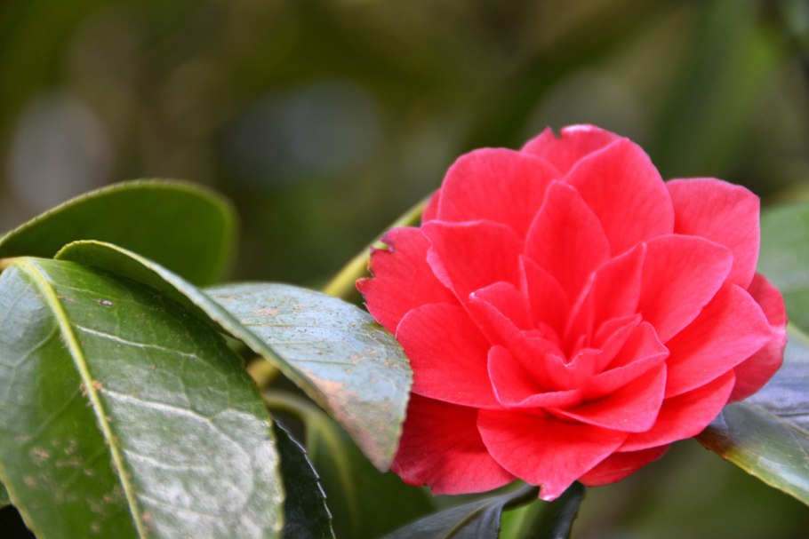 Красивые цветы Азии