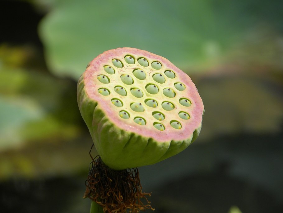 Необычные азиатские растения