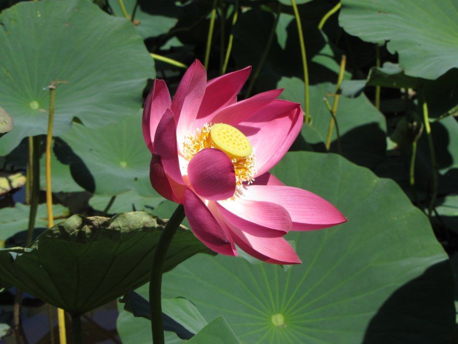 Лотос орехоносный Каспийский