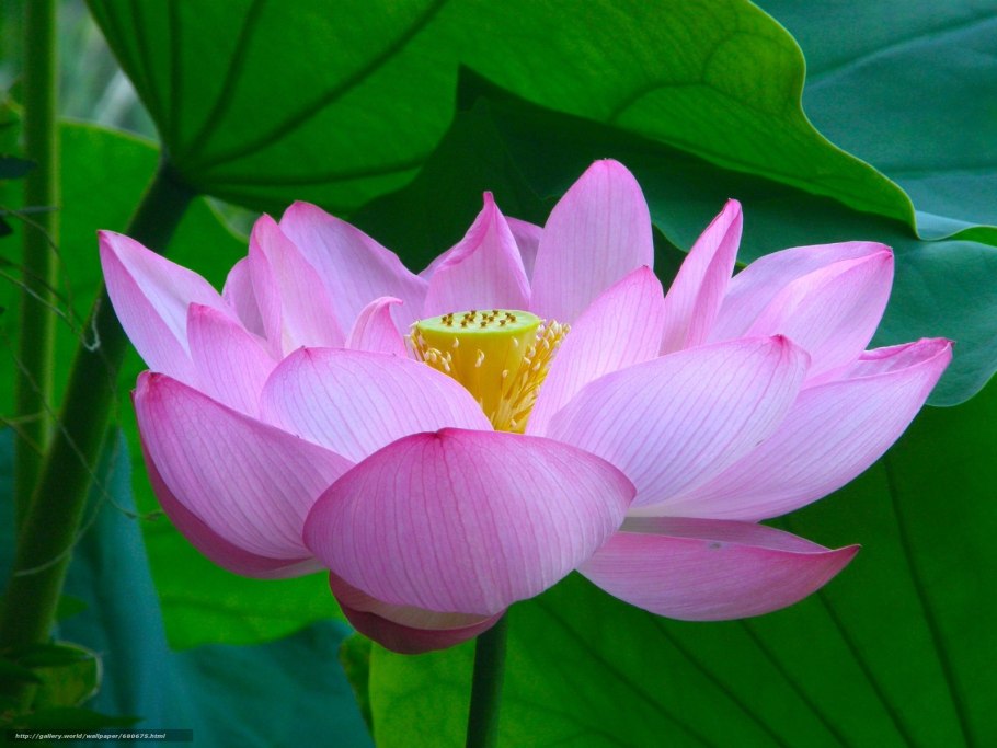 Лотос Комарова орехоносный