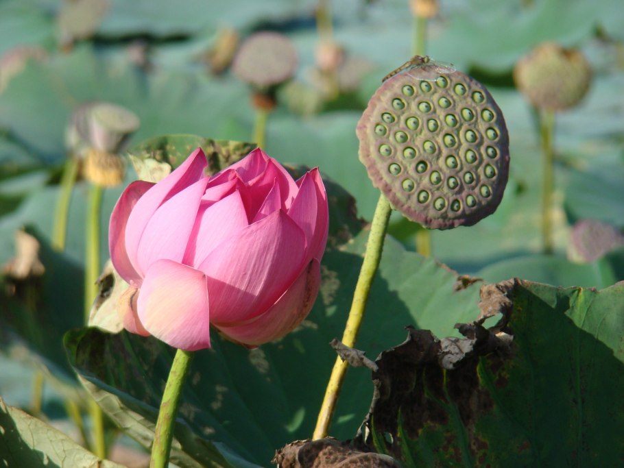 Лотос Комарова орехоносный