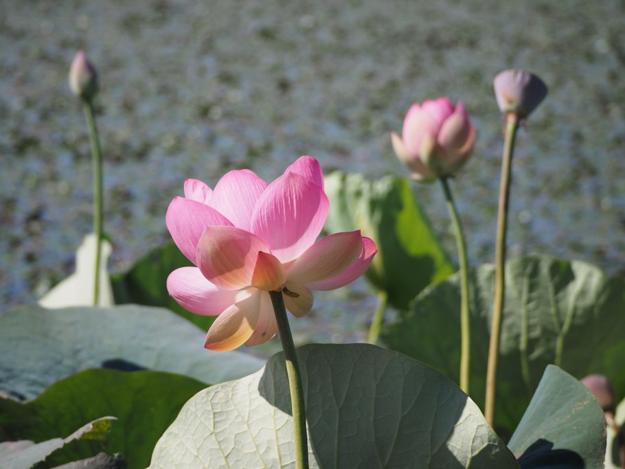 Лотос орехоносный Nelumbo nucifera