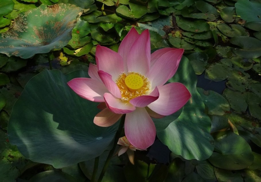 Лотос орехоносный Nelumbo nucifera