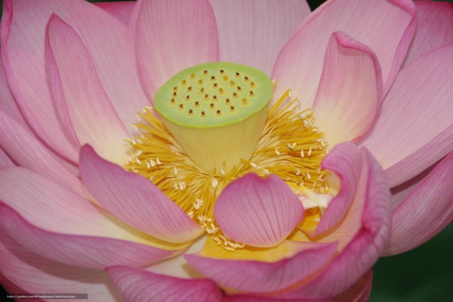 Лотос орехоносный Nelumbo nucifera