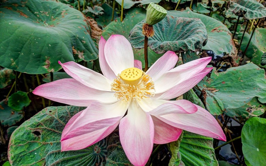 Лотлотосс орехомосный