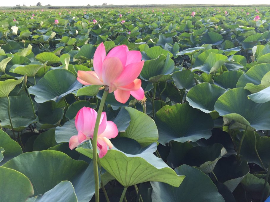 Растение Лотос орехоносный