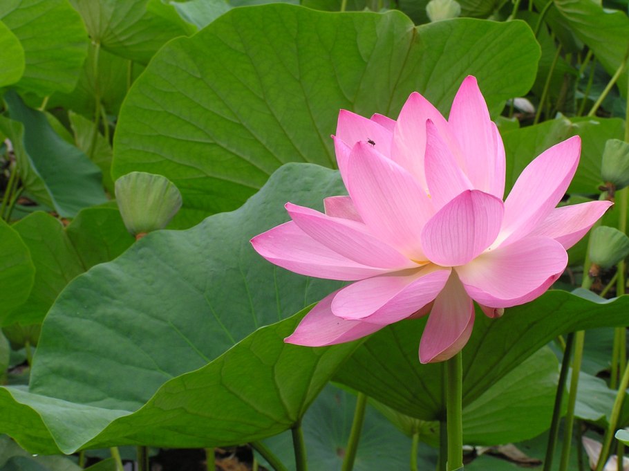 Ханкайский Лотос