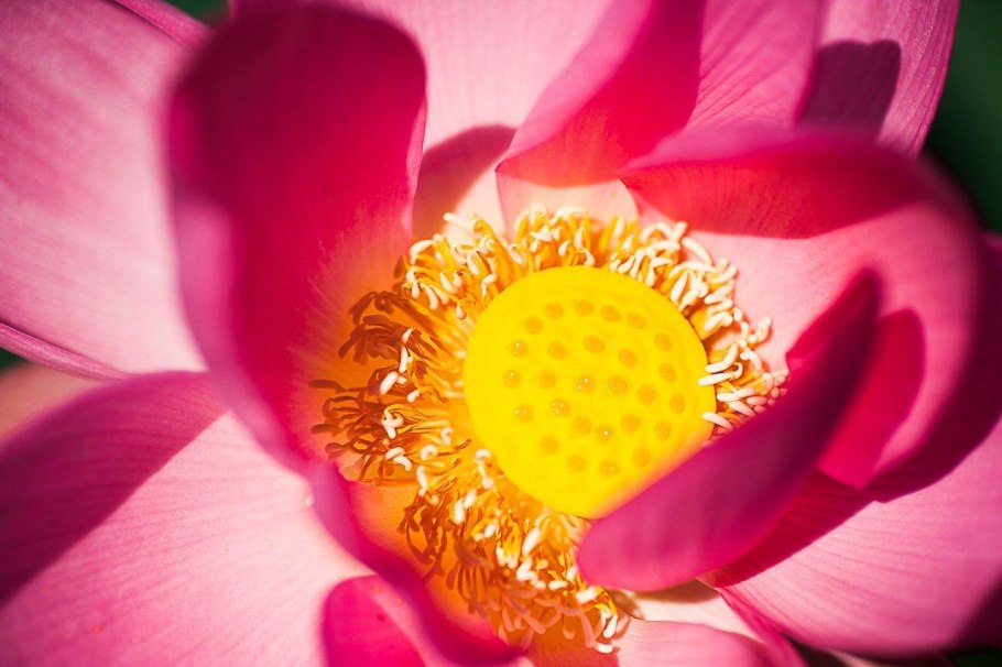 Цветки лотоса