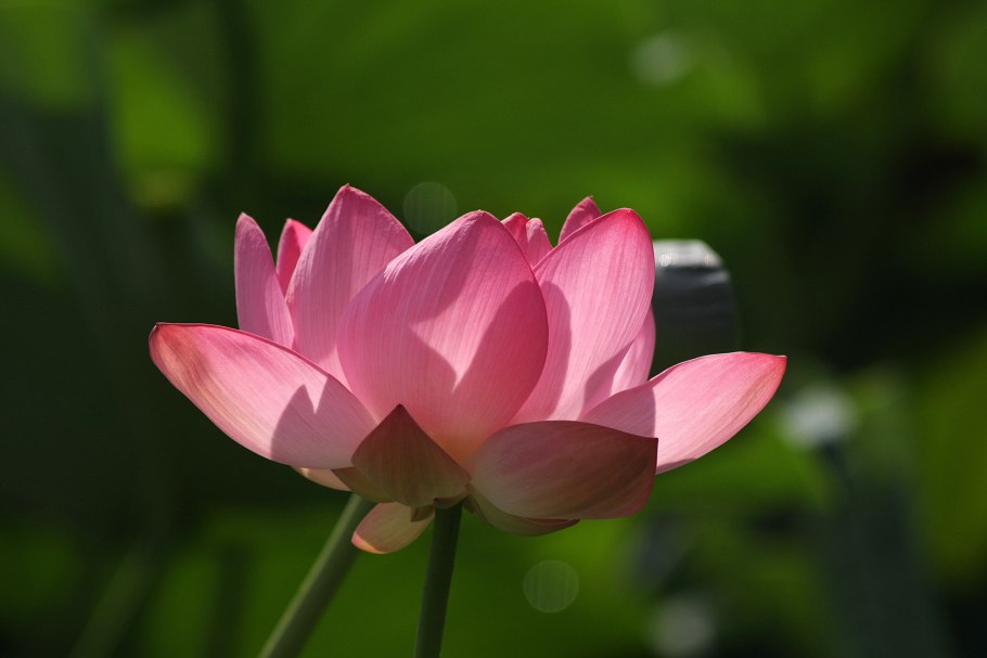 Nelumbo nucifera Pink Lotus