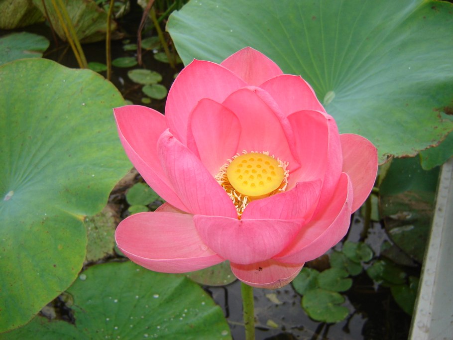 Лотос орехоносный Nelumbo nucifera