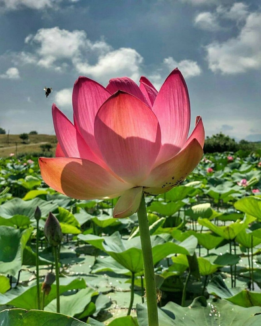 Лотос орехоносный в России