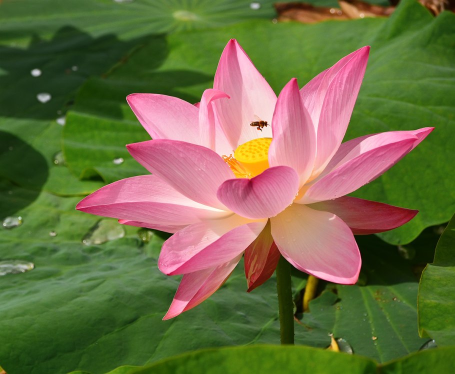 Лотос Комарова лист