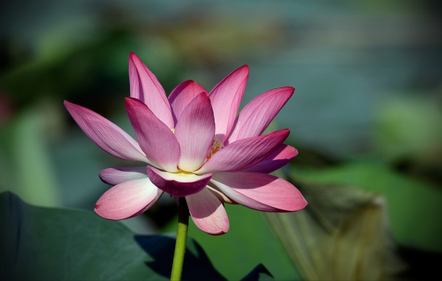 Лотос орехоносный плод