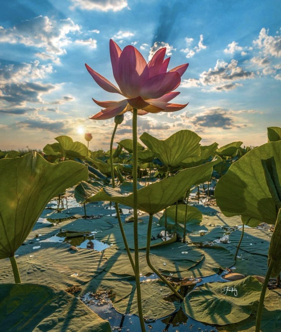 Лотос орехоносный красная книга