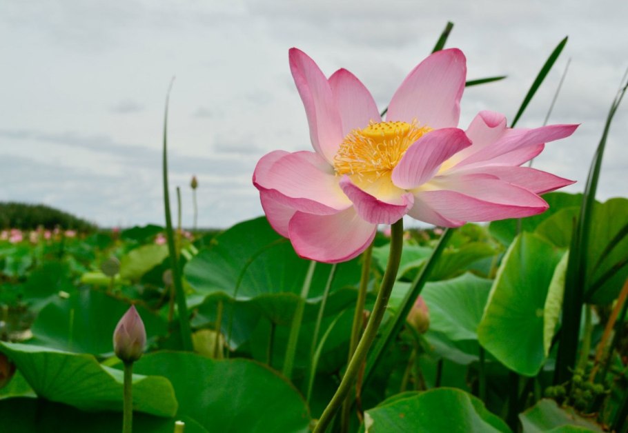 Ахтанизовский лиман долина лотосов