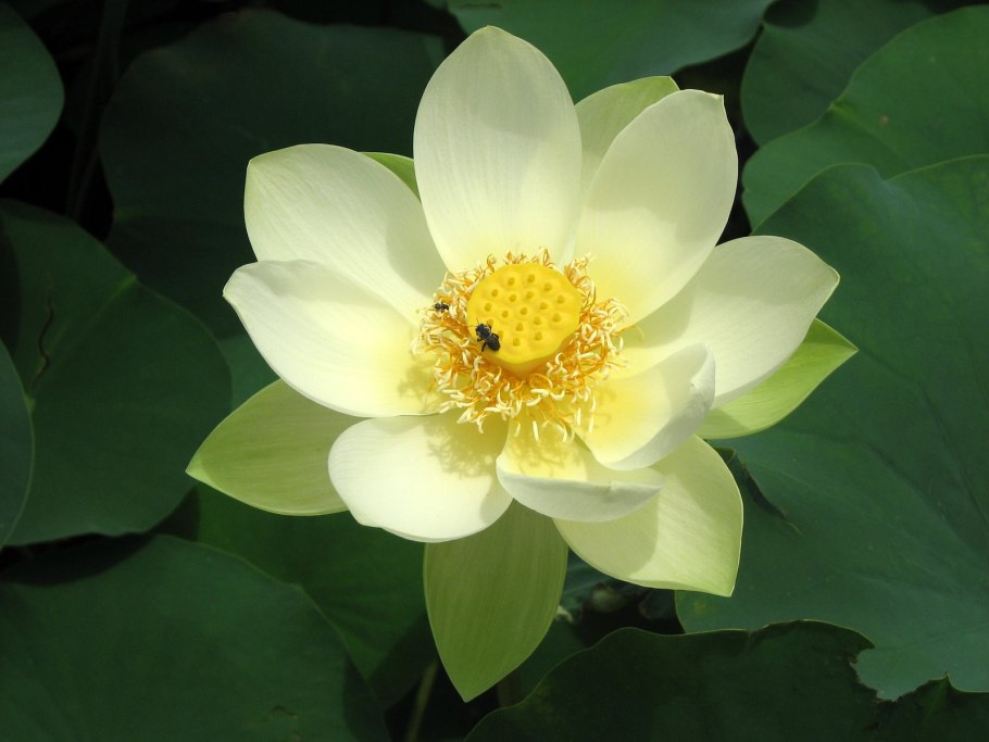 Лотос (Nelumbo)