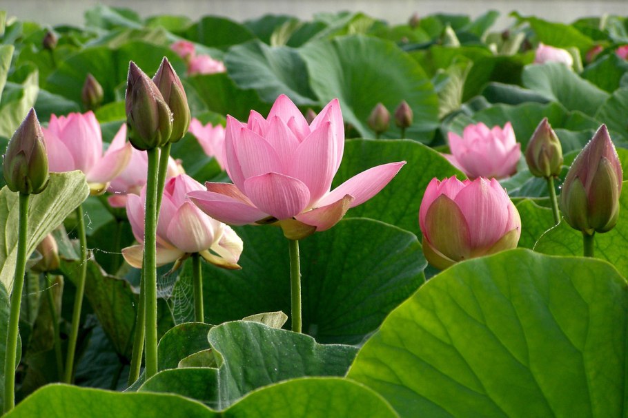 Лотус орехоносный