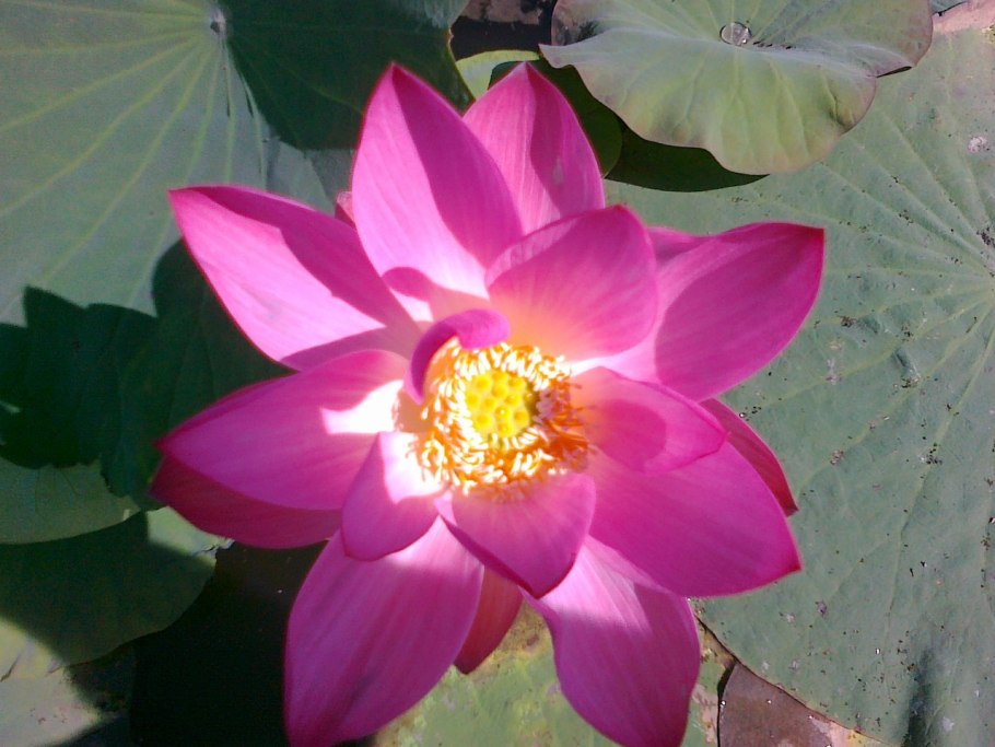 Растение Лотос орехоносный