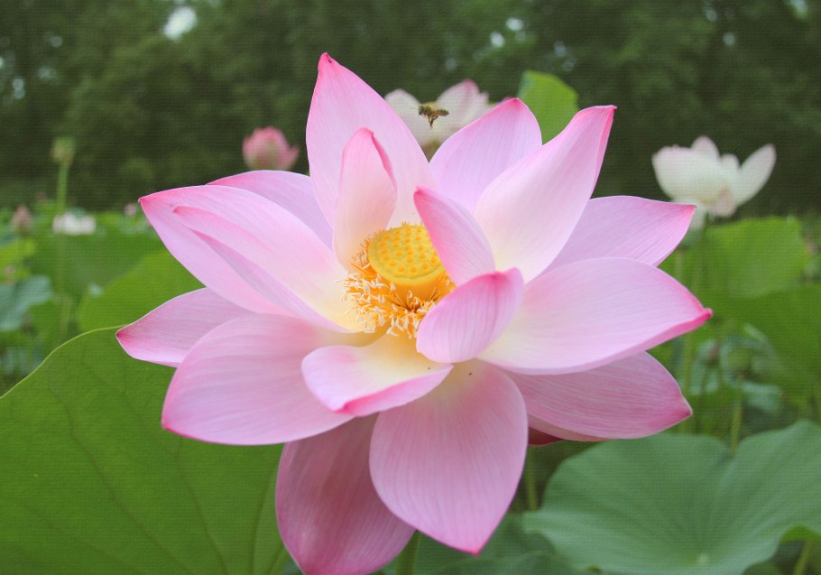 Лотос орехоносный Nelumbo nucifera