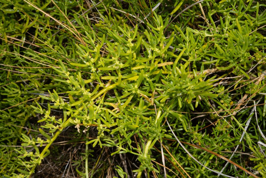 DIOTIS maritima