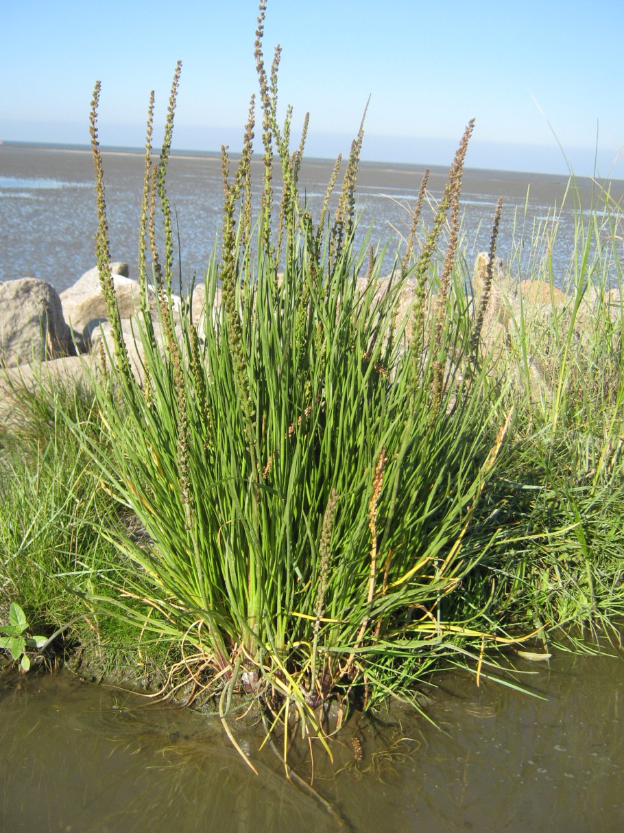 Триостренник морской