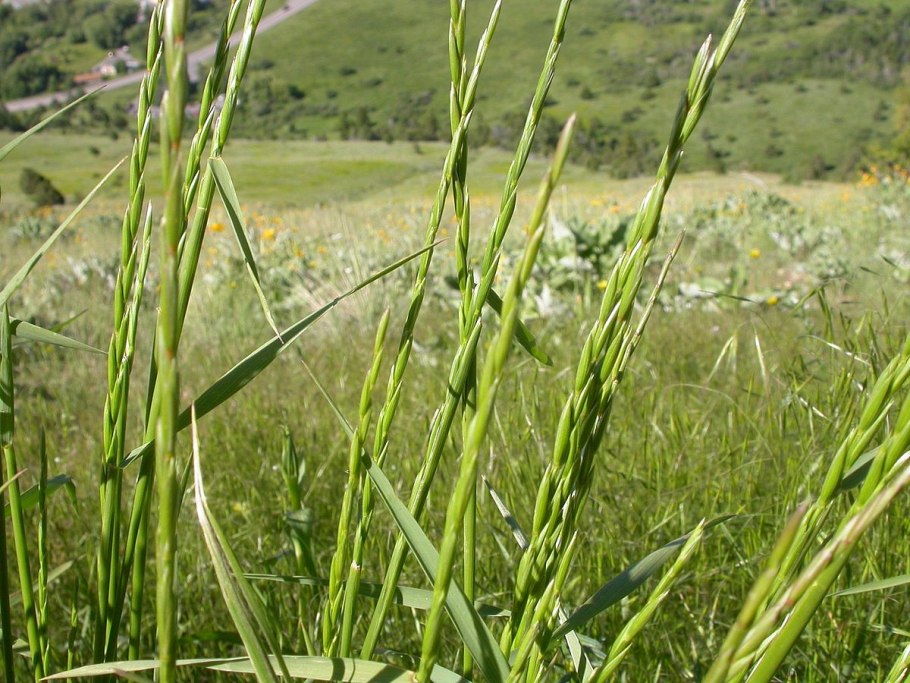 Chondrilla juncea