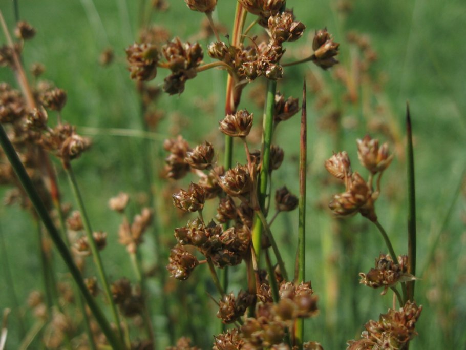 Осока Горная Carex Montana