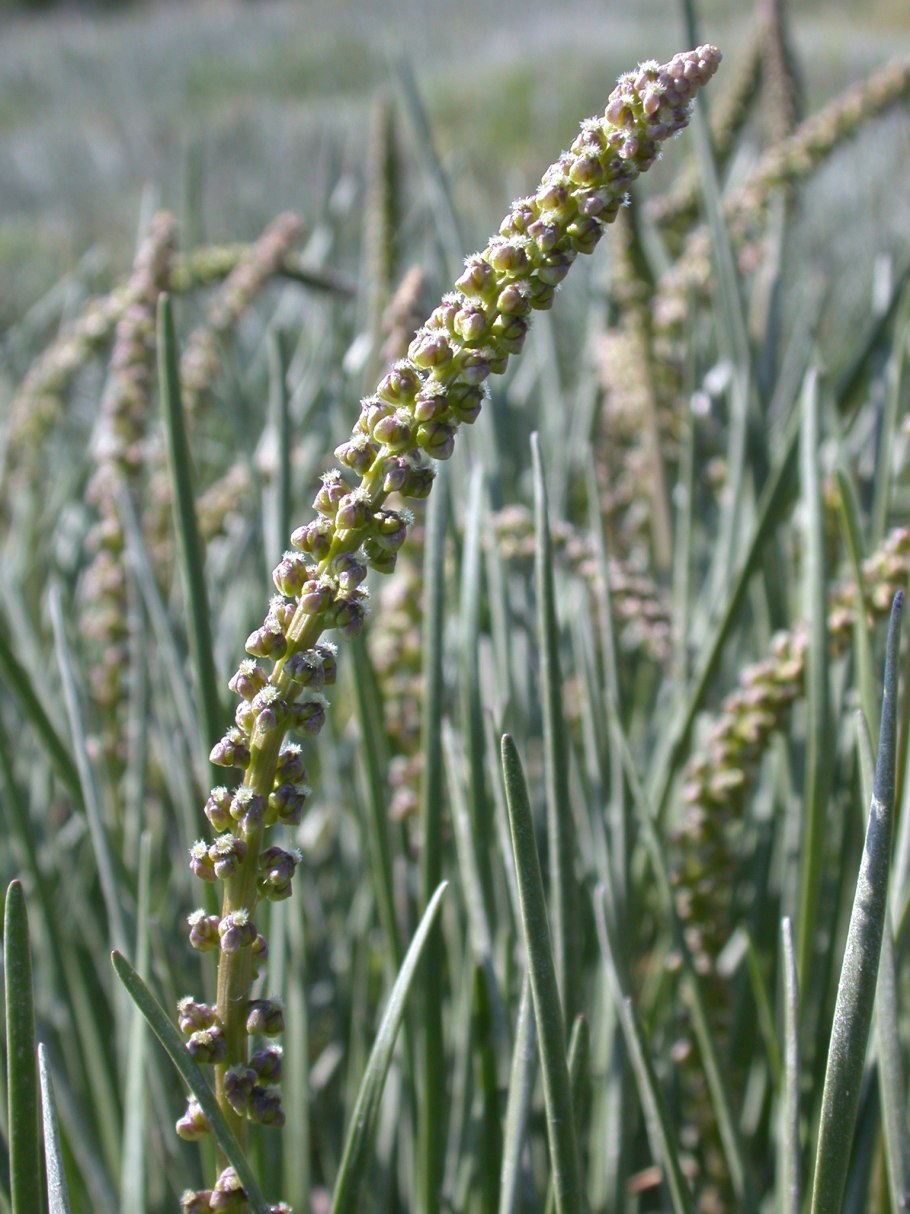 Triglochin maritima
