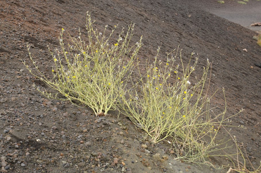 Triglochin maritimum l. — триостренник Приморский