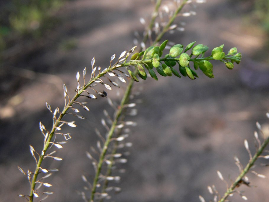 Ornithopus sativus
