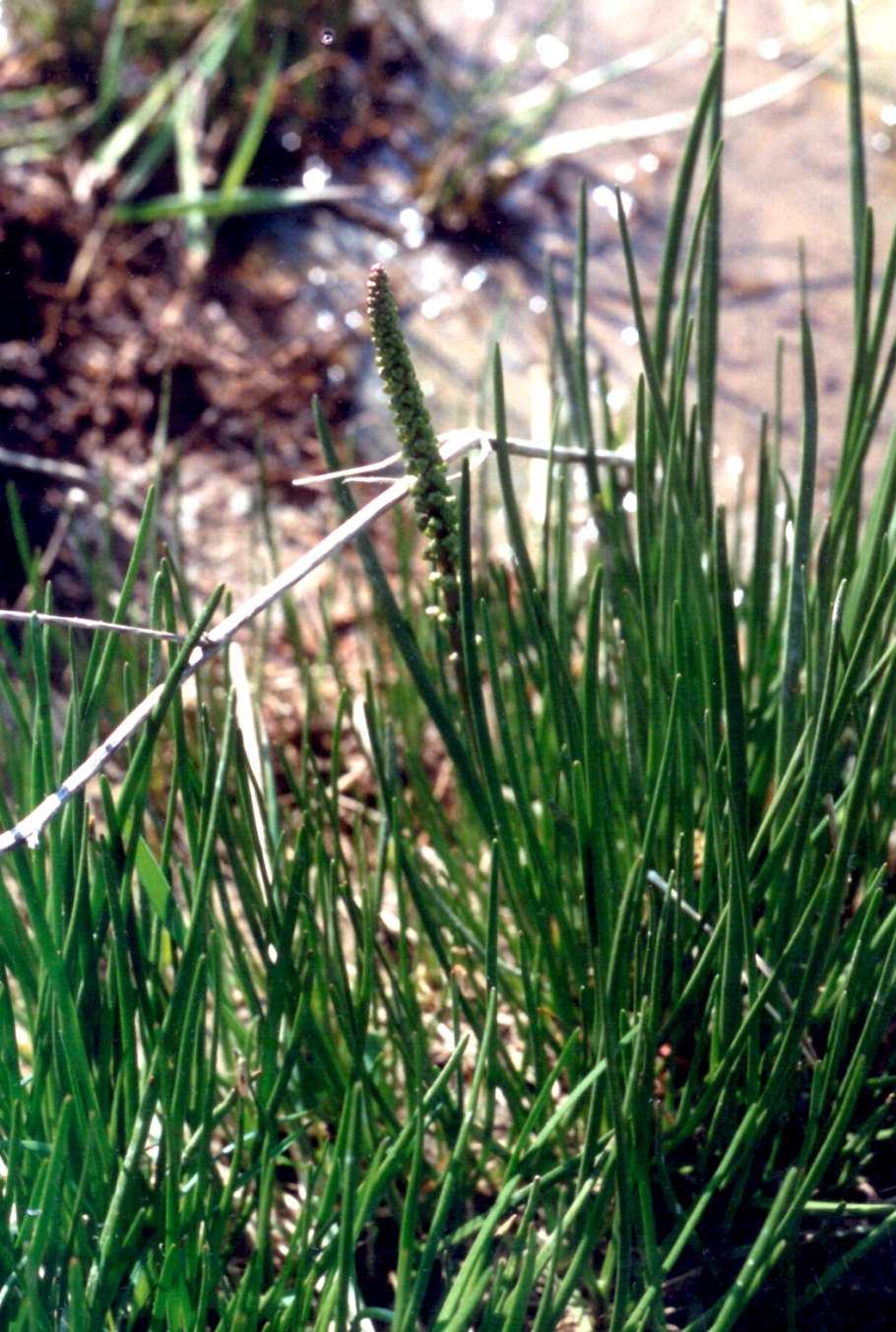 Ситник развесистый Juncus effusus