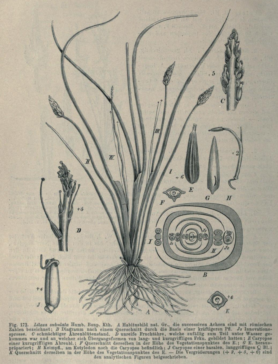 Chondrilla juncea