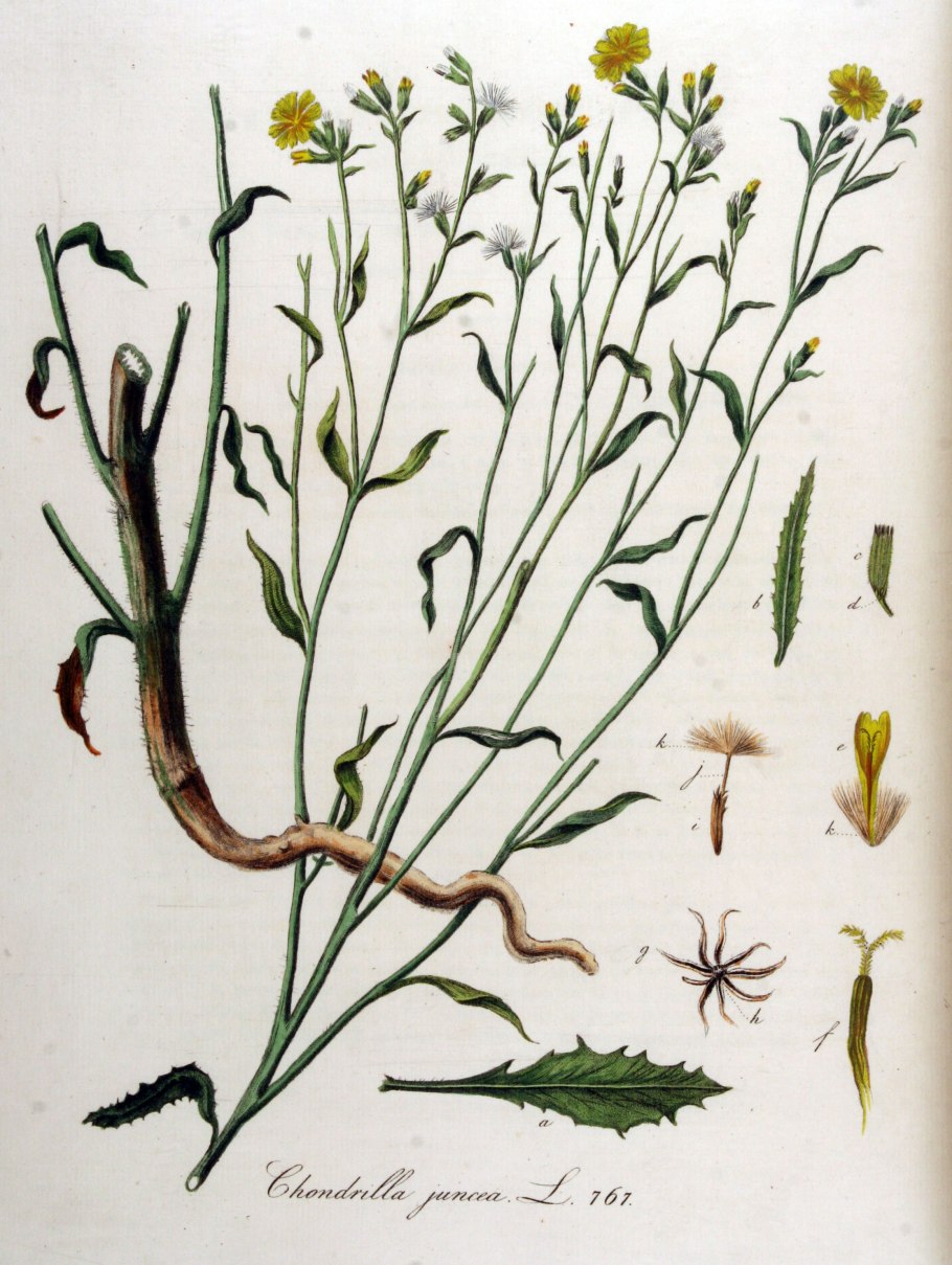 Chondrilla juncea