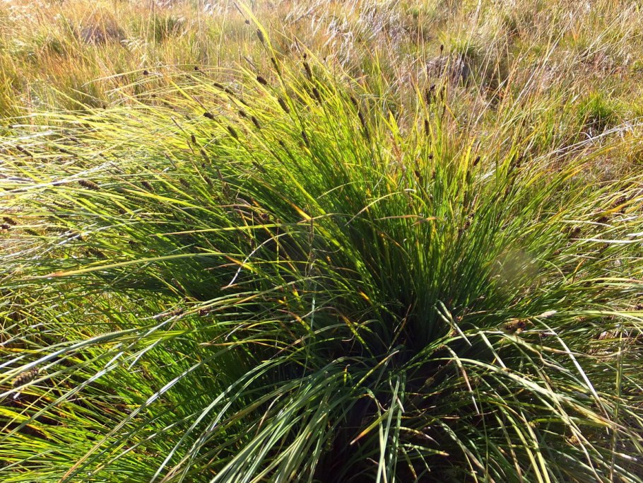 Хондрилла широколистная (Chondrilla latifolia Bieb.)