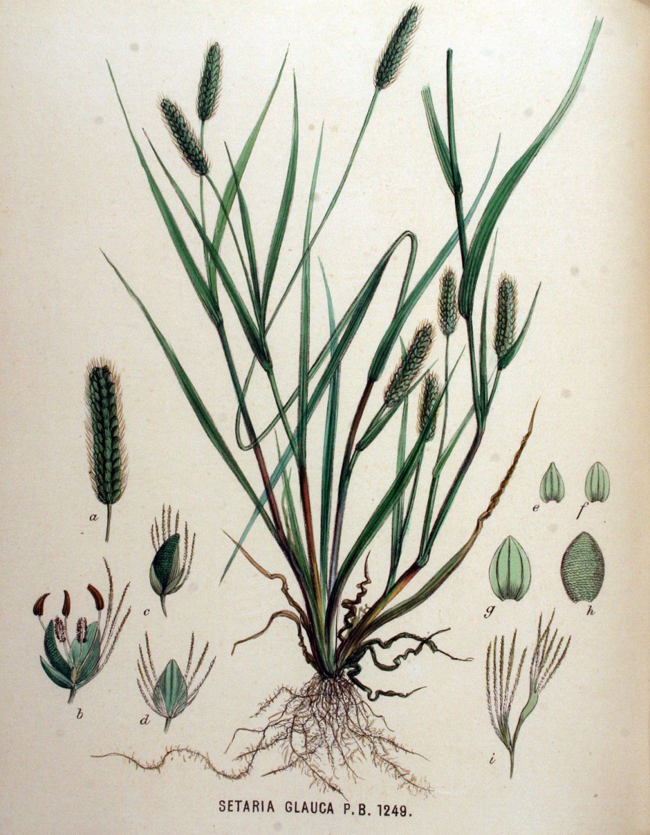 Клоповник мусорный (Lepídium ruderále)