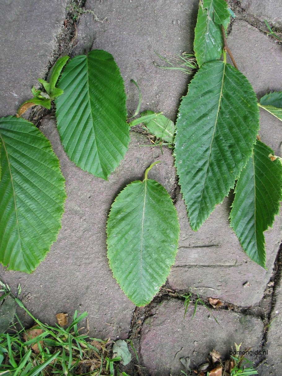 Граб обыкновенный дерево