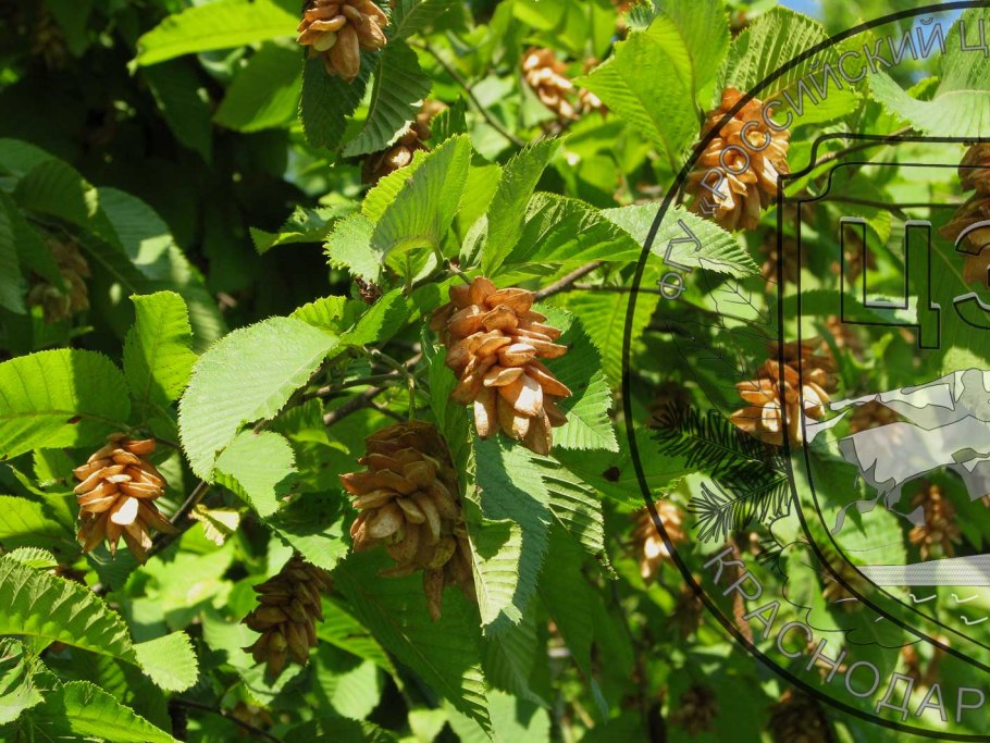 Граб дерево