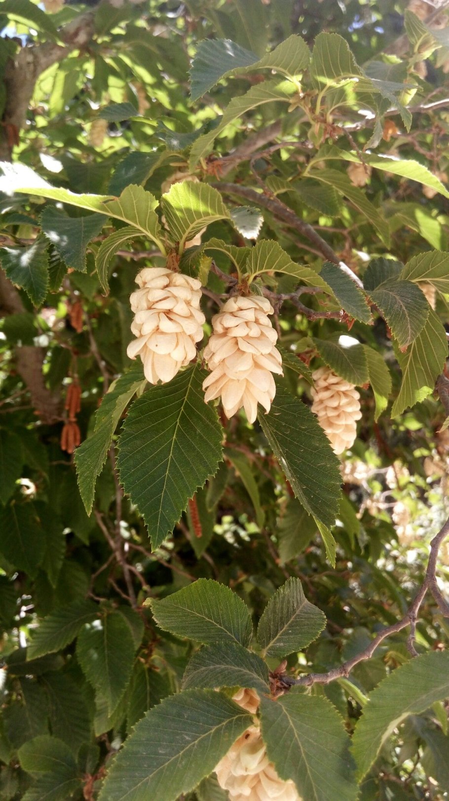 Дерево граб граб