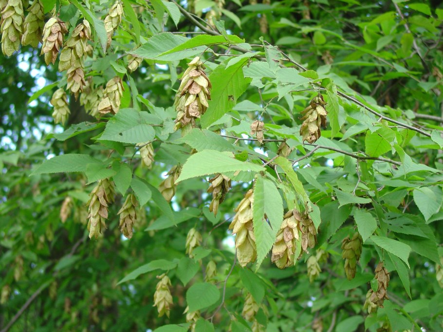 Хмелеграб обыкновенный фото