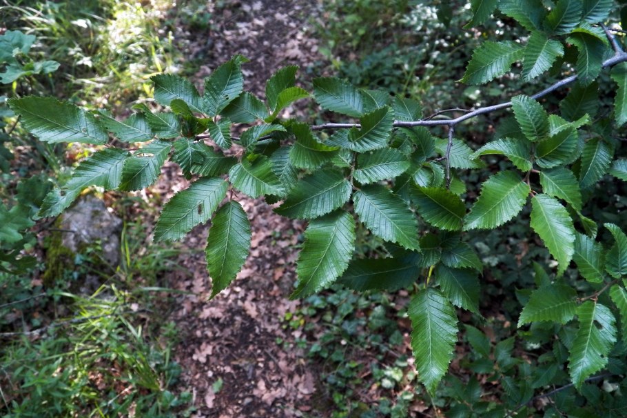 Граб кавказский