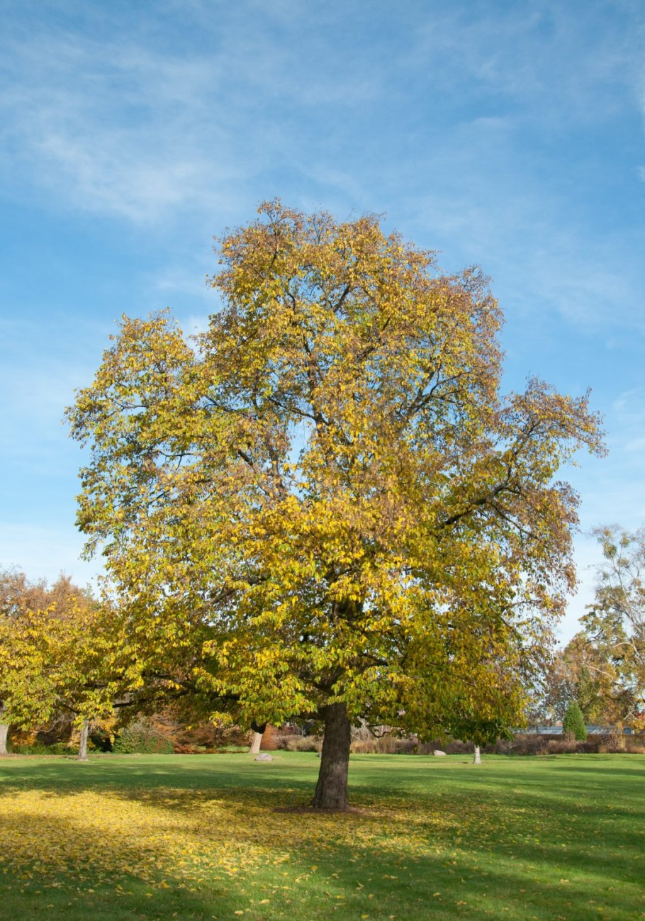 Граб дерево