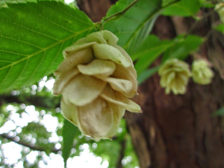 Ясень f. japonica