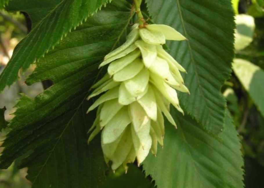 Хмелеграб виргинский