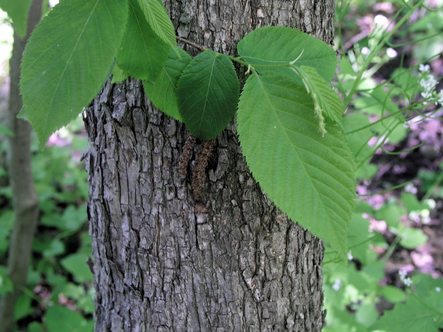 Хмелеграб граболистный (Ostrya carpinifolia)