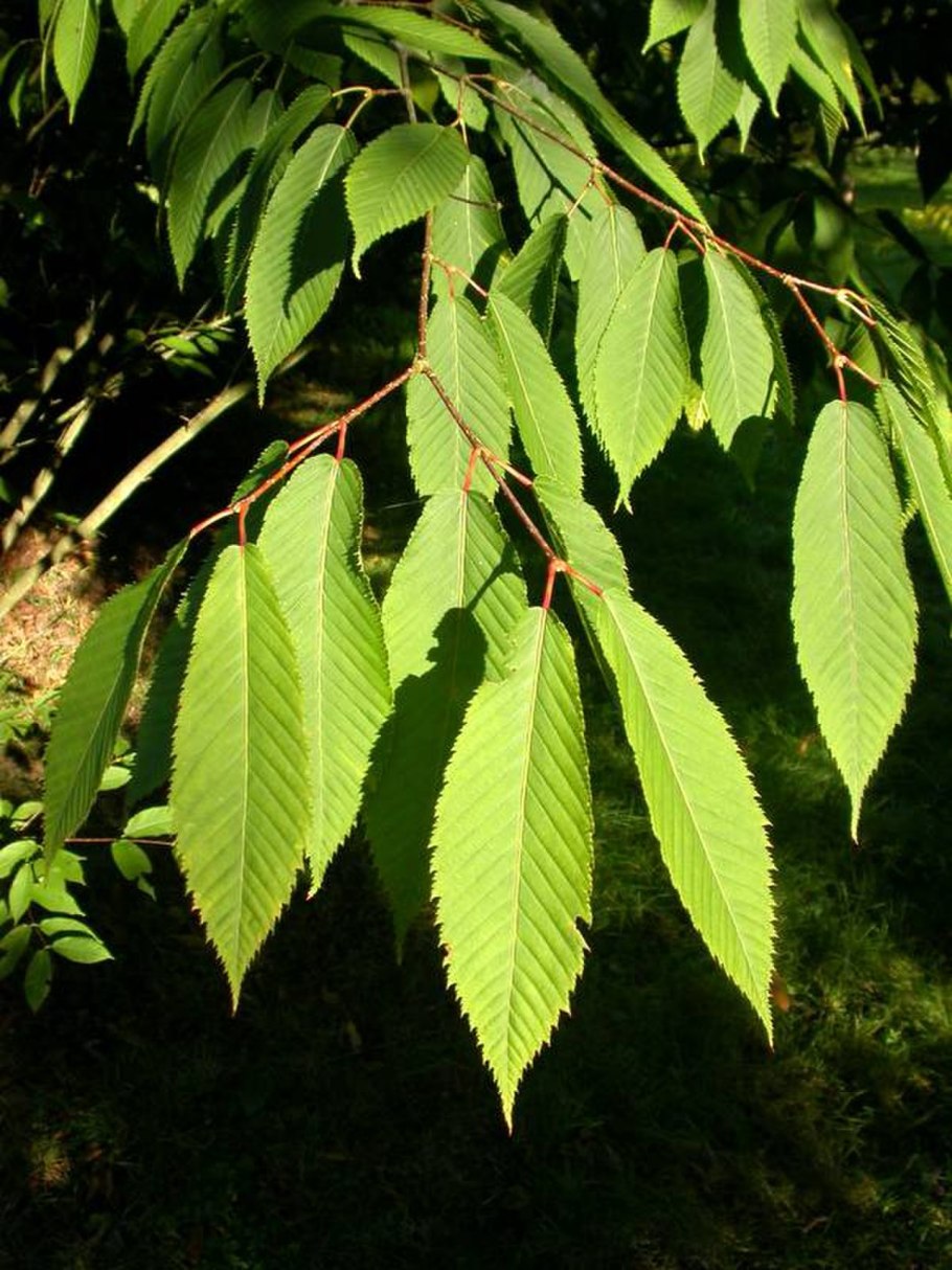 Carpinus betulus quercifolia