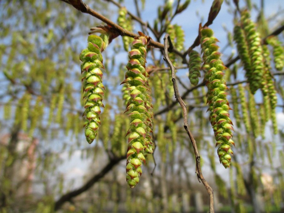 Хмелеграб дерево